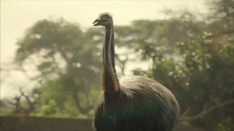Aepyornis Maximus