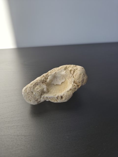 Oyster