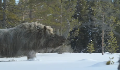 Woolly Rhinoceros