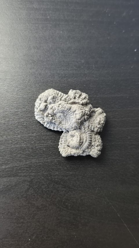 Multi Pyrite Ammonite