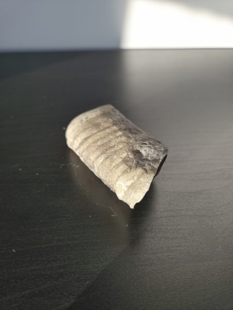Nautiloid