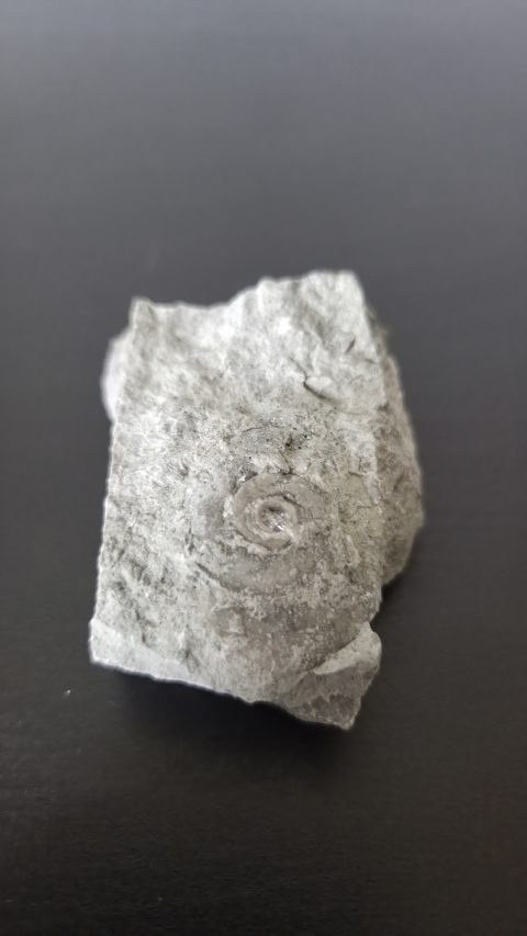 Ammonite
