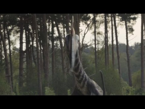 Hatzegopteryx