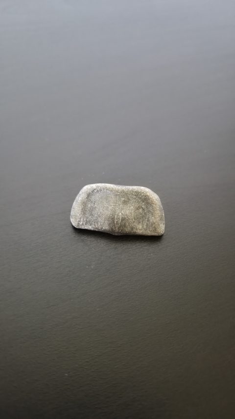 Strophomenid Brachiopod