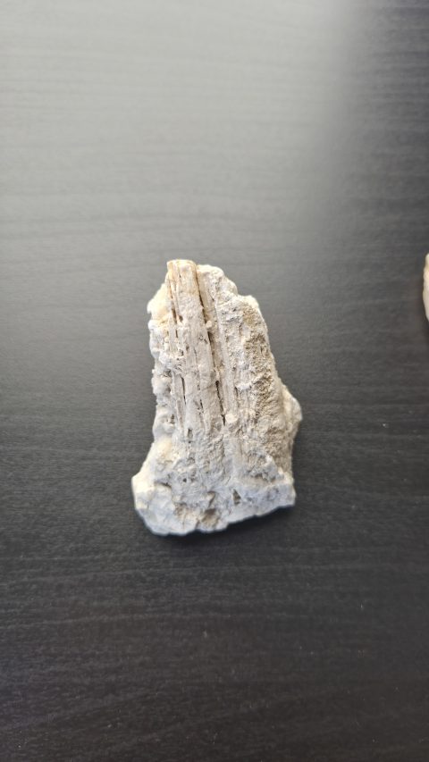 Petrified Wood