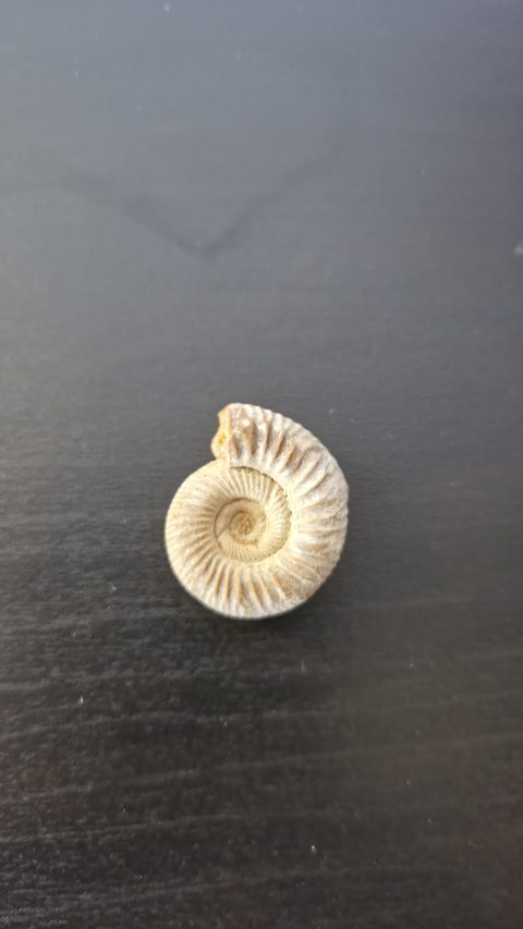 Ammonite Perisphinctes