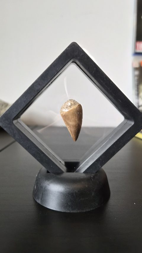 Mosasaur Tooth