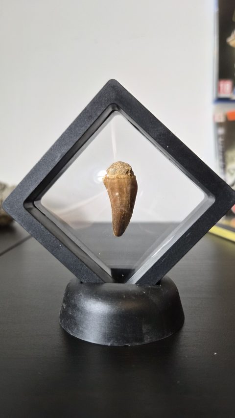 Mosasaur Tooth