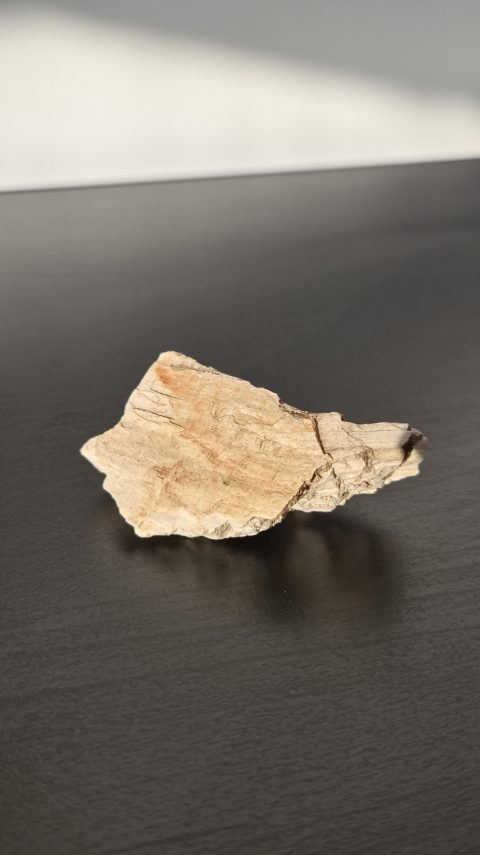 Petrified Wood