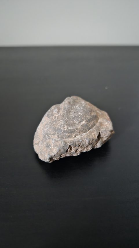 Trilobite Cephalon (Head)