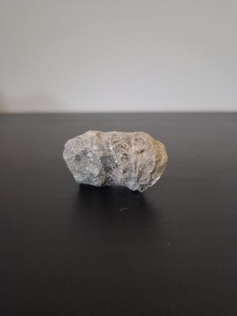 Horn Coral