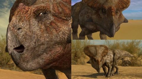 Protoceratops