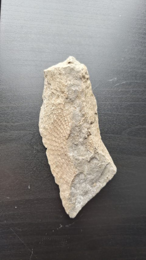 Brachiopod