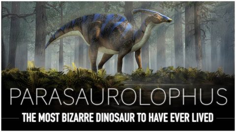 Parasaurolophus