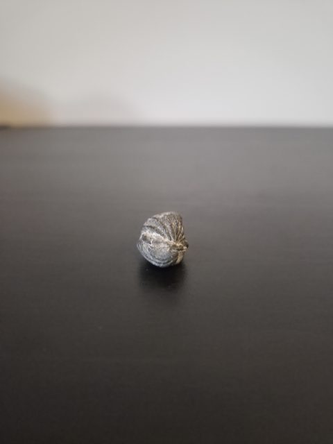 Brachiopod
