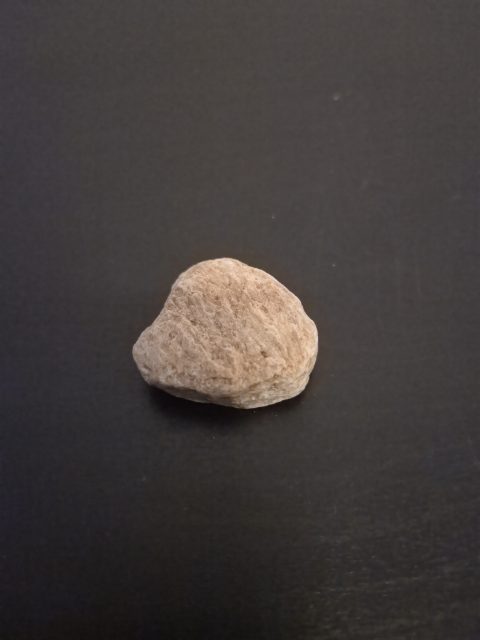 Nummulite