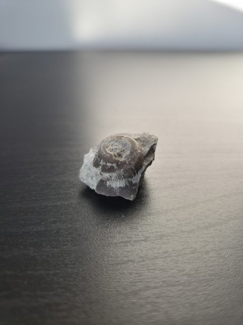 Ammonite