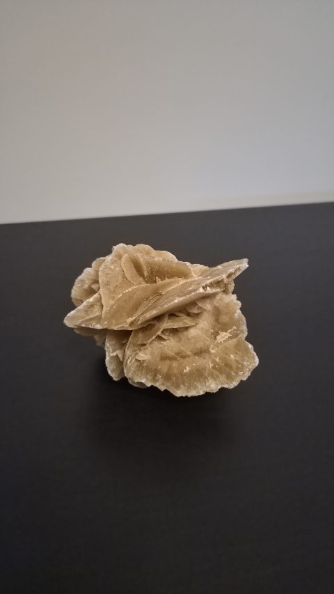 Desert Rose