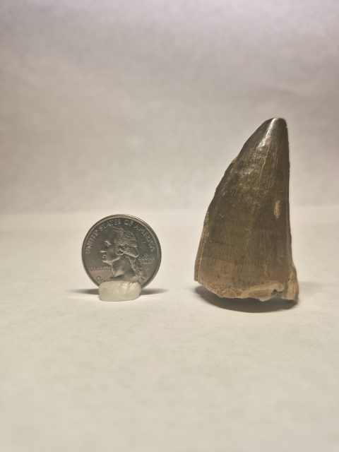 Thallasotitan tooth