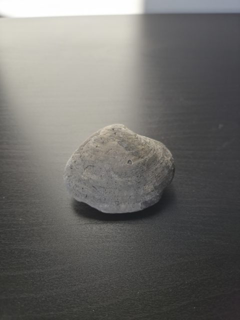 Bivalve Clam