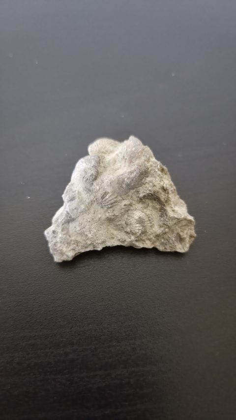 Brachiopod
